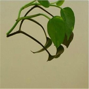 High Quality Grade 304 Mirror Stainless Steel Sheet for Decoration